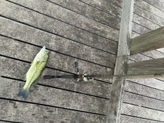ブラックバスの釣果