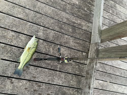 ブラックバスの釣果