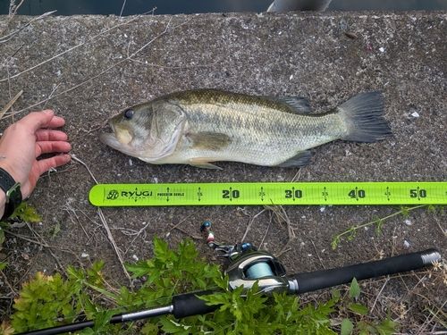 ラージマウスバスの釣果