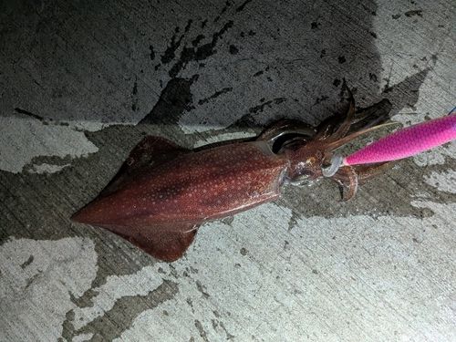ケンサキイカの釣果