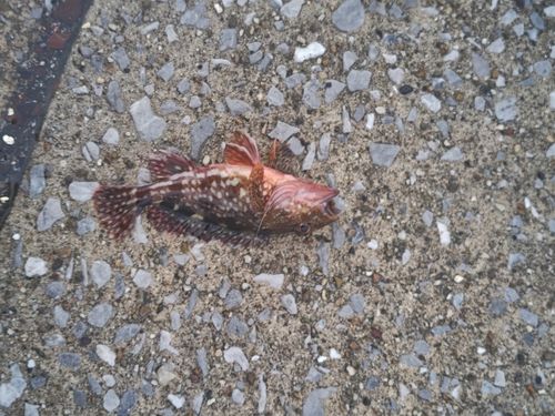 カサゴの釣果