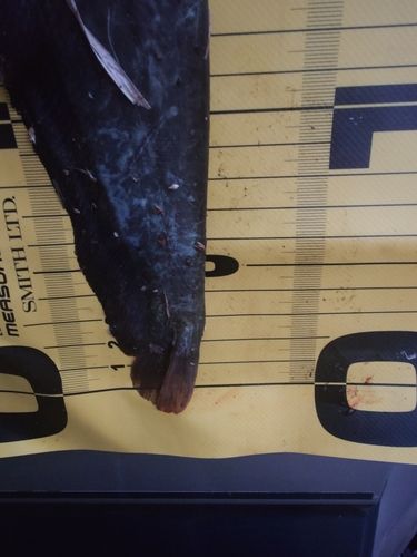 ナマズの釣果