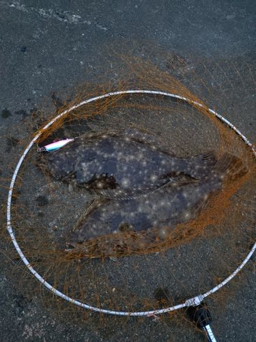 ヒラメの釣果