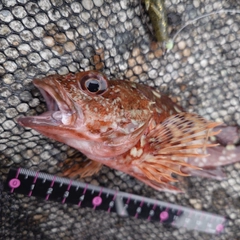 カサゴの釣果