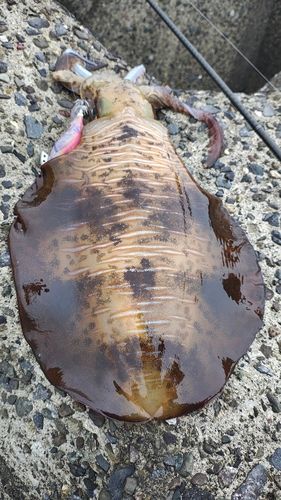 アオリイカの釣果