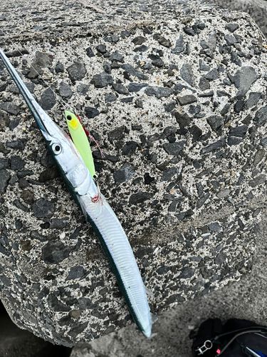 ダツの釣果