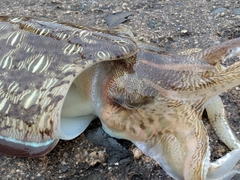 モンゴウイカの釣果