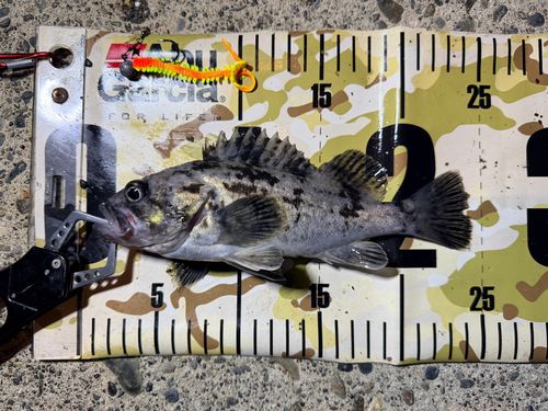 クロソイの釣果