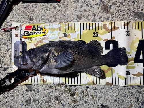 クロソイの釣果