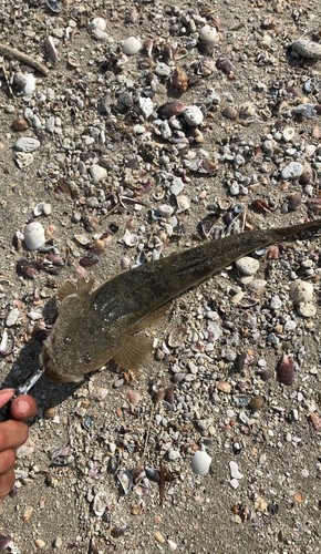 マゴチの釣果