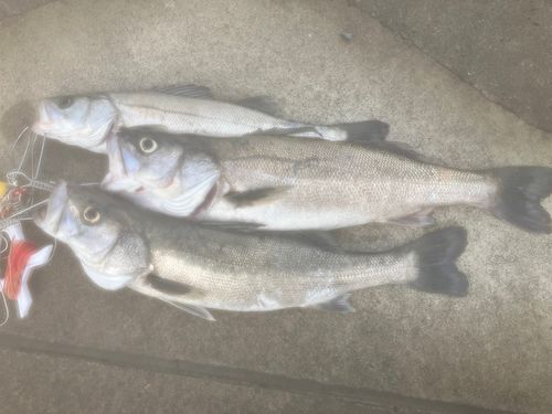 シーバスの釣果