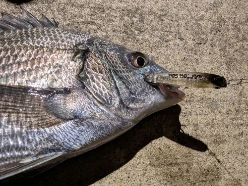 チヌの釣果