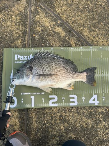 キビレの釣果