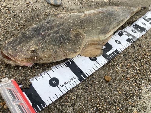マゴチの釣果