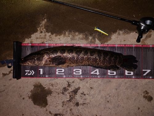 ライギョの釣果・釣り情報まとめ【2026年最新】 - アングラーズ | 釣果