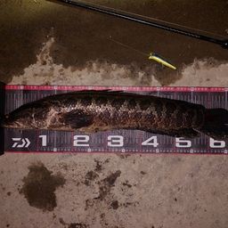 ライギョの釣果・釣り情報まとめ【2026年最新】 - アングラーズ | 釣果