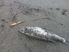 サクラマスの釣果