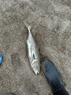 ワカシの釣果