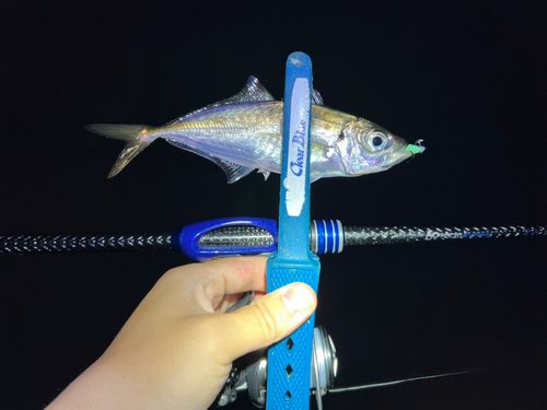 マアジの釣果