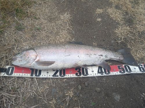 ニジマスの釣果