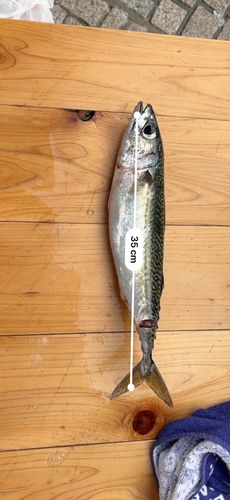 サバの釣果