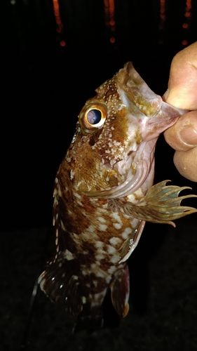 ガシラの釣果