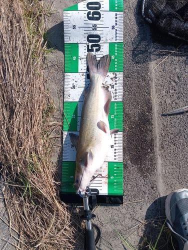 アメリカナマズの釣果