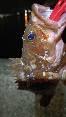 アコウの釣果
