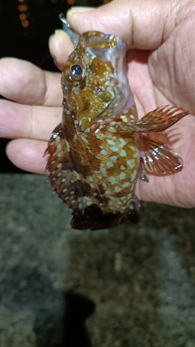 ガシラの釣果