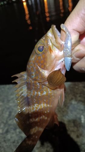 アコウの釣果