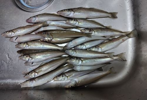 シロギスの釣果