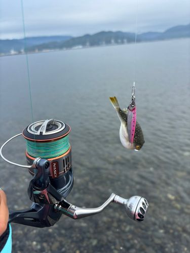 フグの釣果