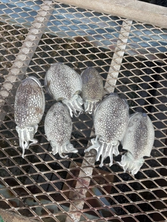 シリヤケイカの釣果