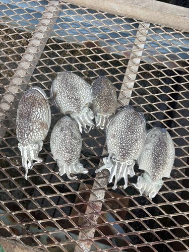 シリヤケイカの釣果