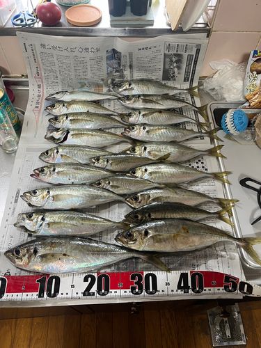 アジの釣果