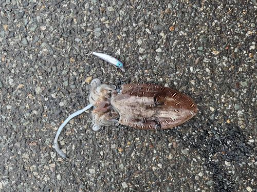 コウイカの釣果
