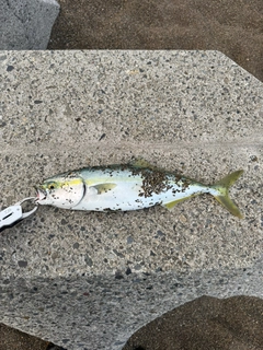 イナダの釣果