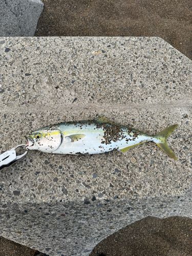 イナダの釣果