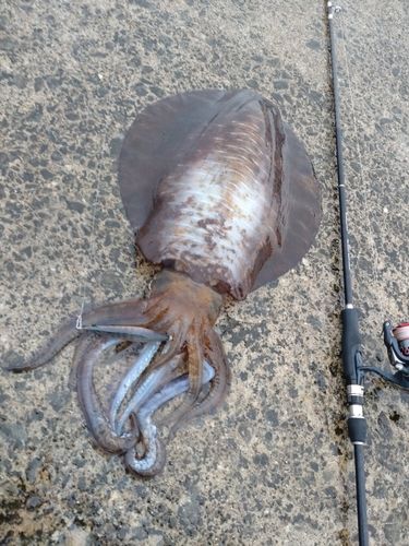 アオリイカの釣果