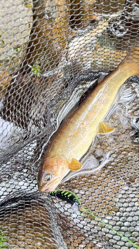 ヤマトイワナの釣果
