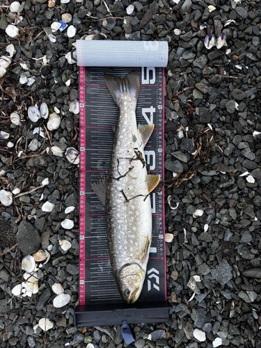 ウミアメの釣果