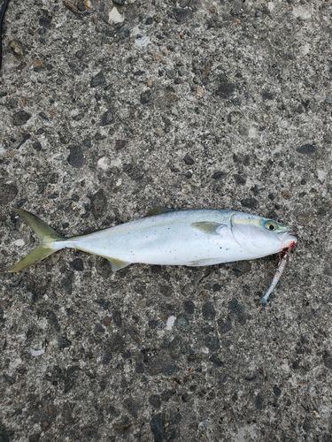 イナダの釣果