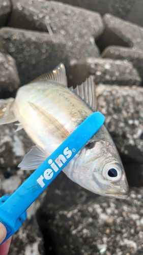 マアジの釣果