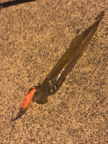 ヤリイカの釣果