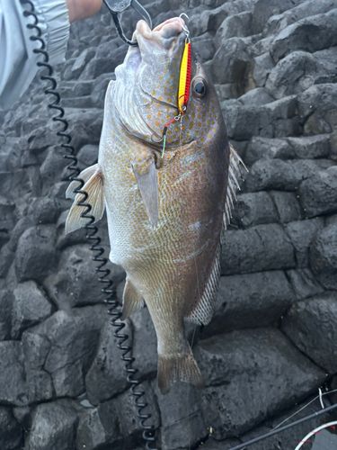 コロダイの釣果