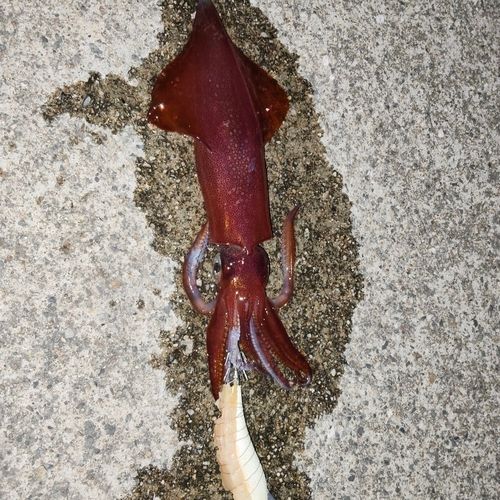 ケンサキイカの釣果