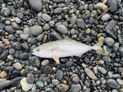 ワカシの釣果