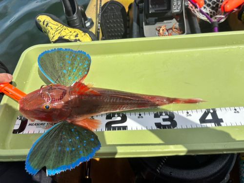 ホウボウの釣果