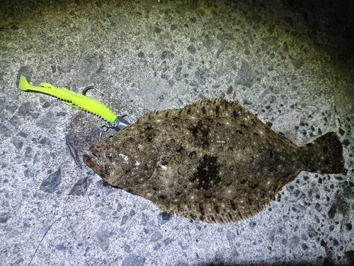 ソゲの釣果