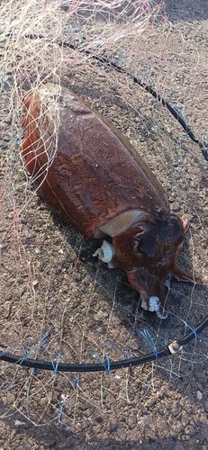 モンゴウイカの釣果